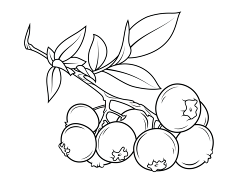 Blueberry Branch Coloring Page